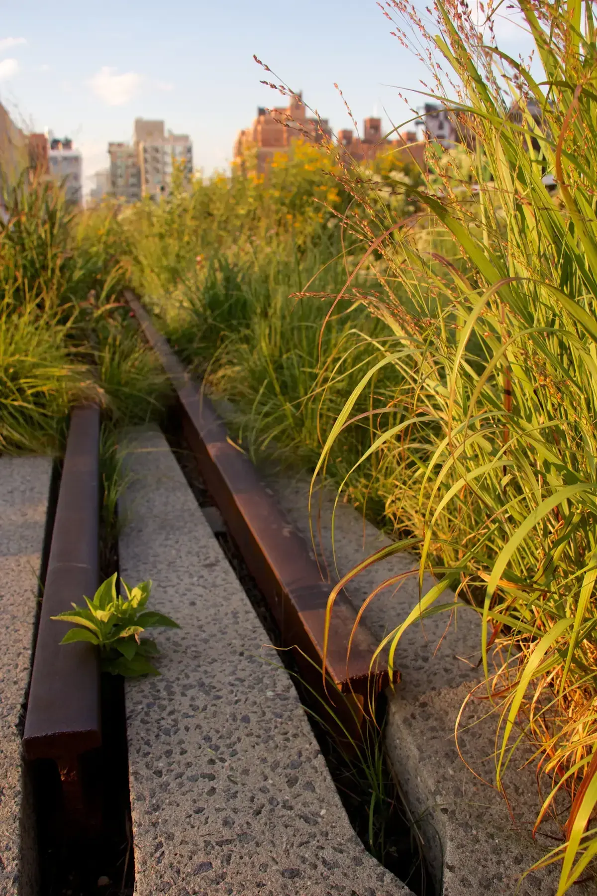 Old rail tracks set among tall grasses and wildflowers on the High Line, on a New York architecture tour